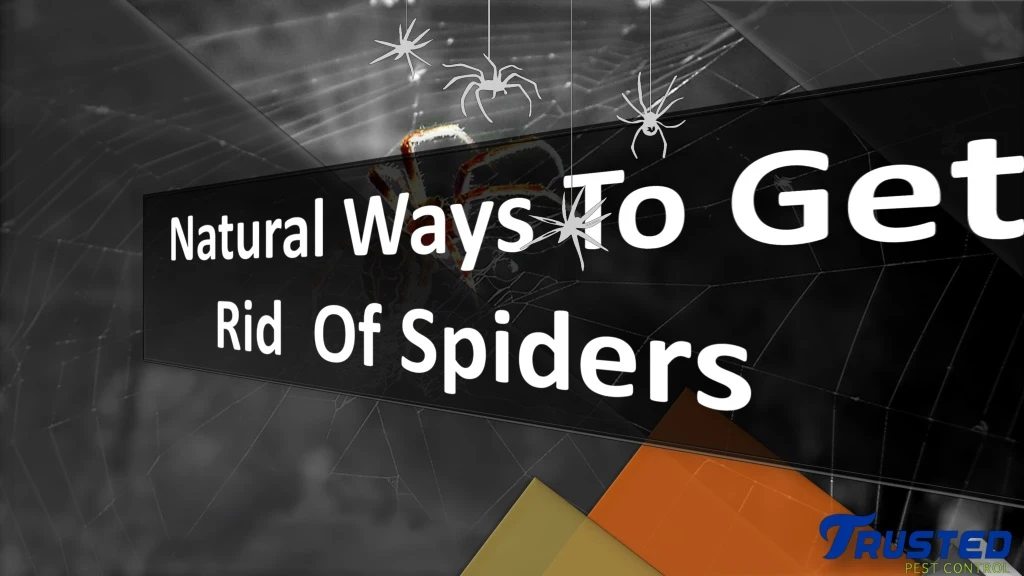 natural ways to get rid of spiders