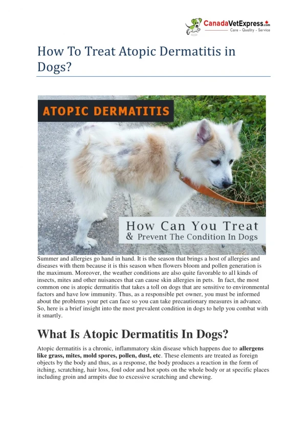 How To Treat Atopic Dermatitis in Dogs?