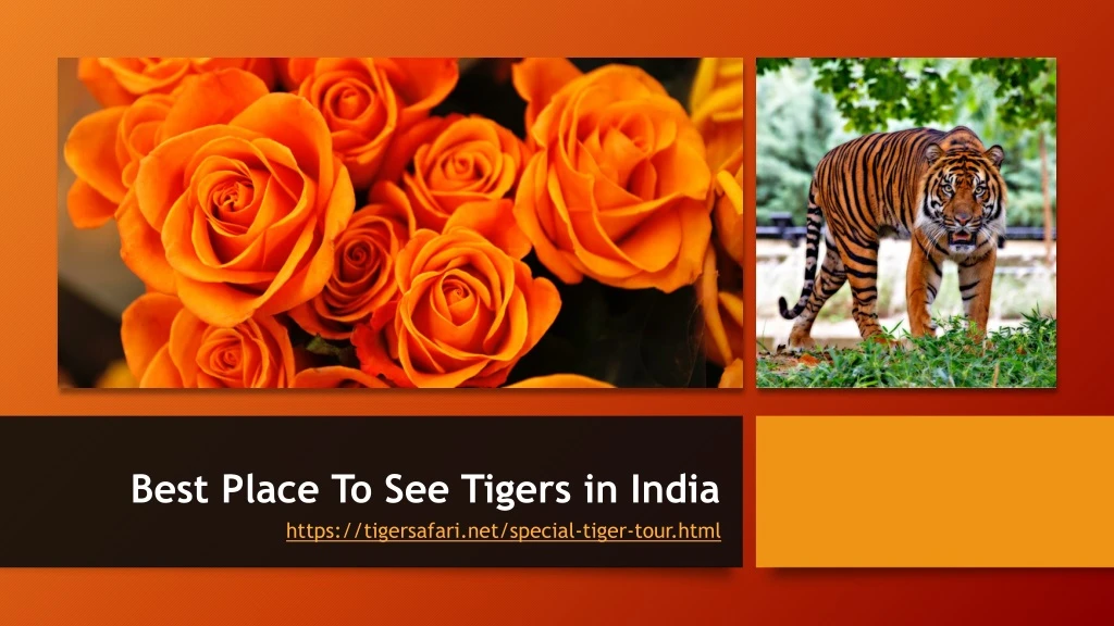 best place to see tigers in india