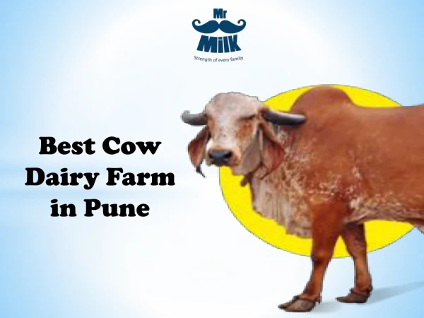 Best Cow Dairy Farms in pune