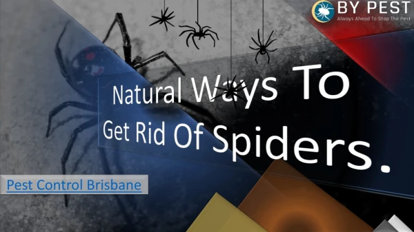Natural Ways To Get Rid Of Spider Brisbane