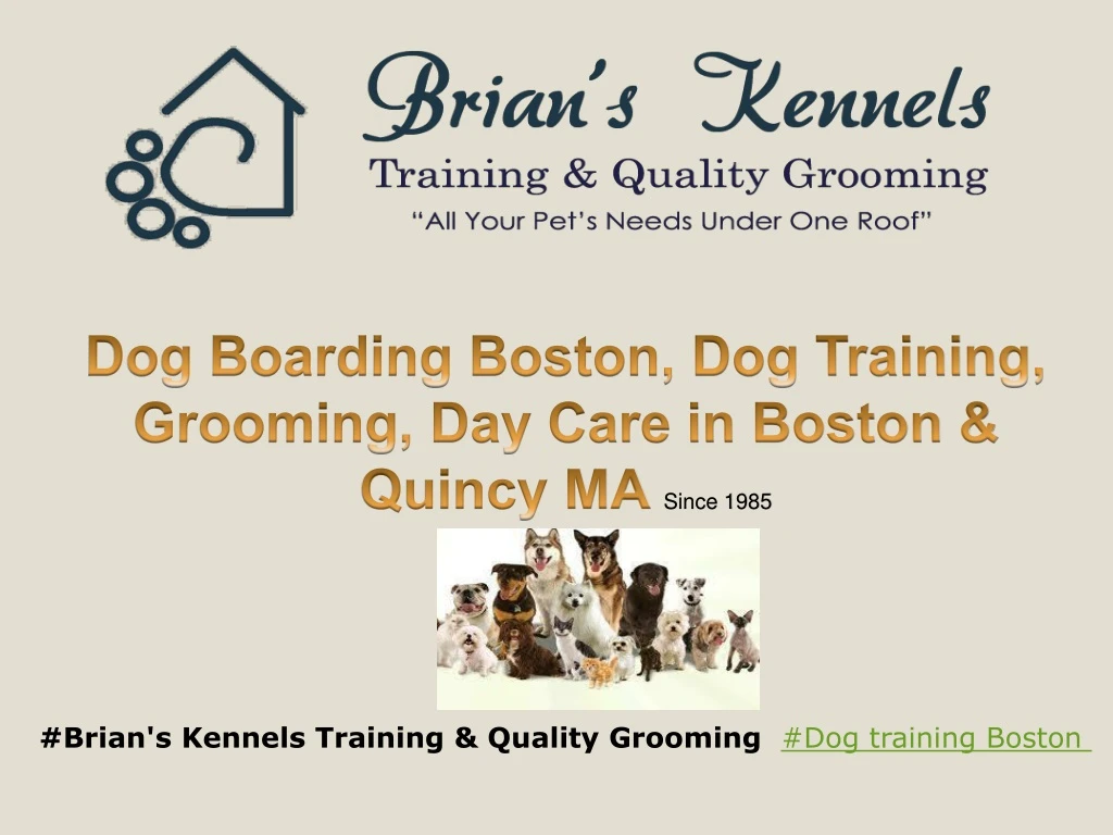 dog boarding boston dog training grooming day care in boston quincy ma since 1985