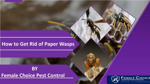 How to Get Rid of Paper Wasps