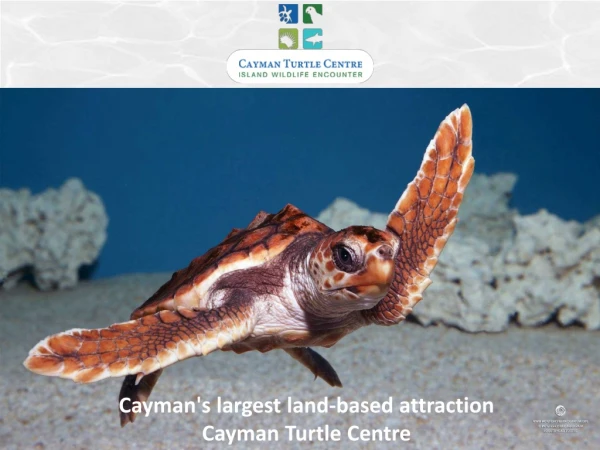 Visit the Turtle Lagoon for a chance to swim with these magnificent creatures in the Cayman Islands