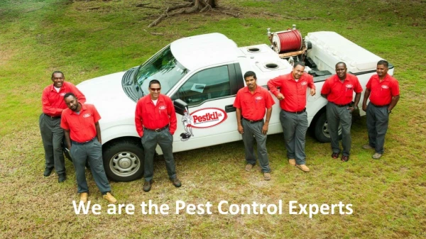 Professional Pest Control and Elimination Experts in the Cayman Islands