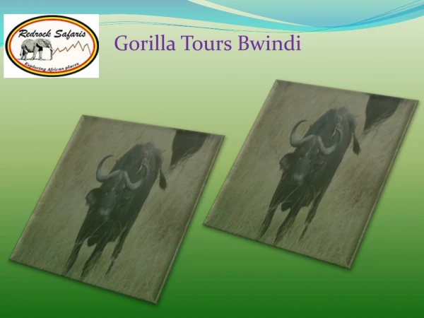 Gorilla Tours Bwindi