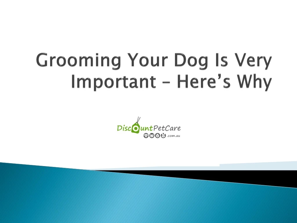 grooming your dog is very important here s why