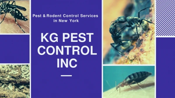 Remove Bees Nest with the Help of KG Pest Control