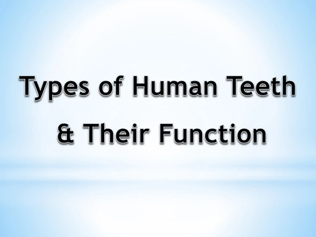 types of human teeth their function