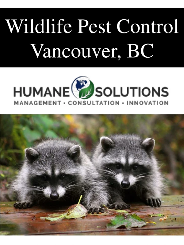 Wildlife Pest Control Vancouver, BC