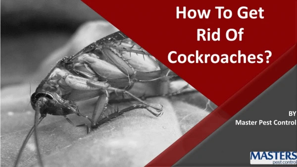 How To Get Rid Of Cockroaches?