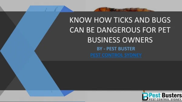 Know How Fleas and Ticks Can be Dangerous for Pet Business Owners