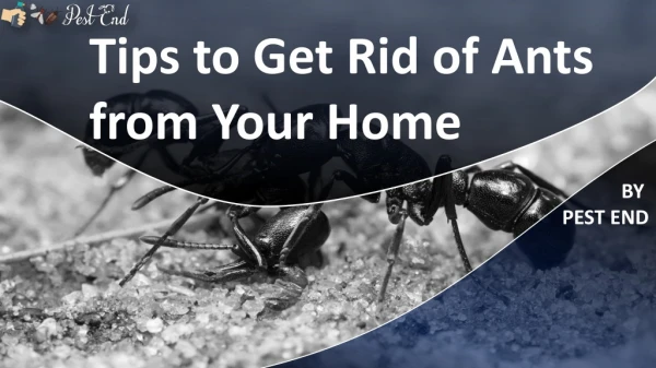Tips to Get Rid of Ants from Your Home