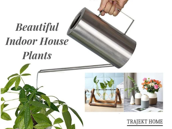 Buy Indoor Plants Online at Best Prices | TrajektHome