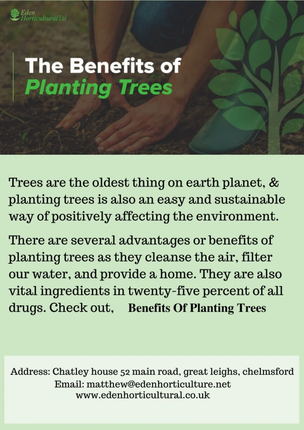 Benefits Of Planting Trees