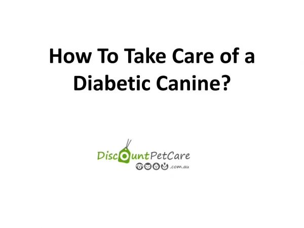 How To Take Care Of a Diabetic Canine?