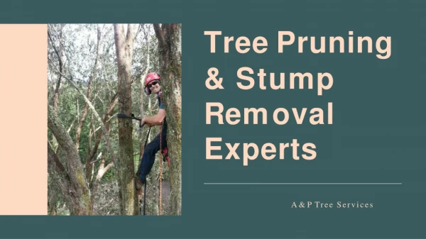 Tree Pruning & Stump Removal Experts - A&P Tree Service