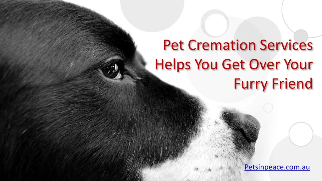 pet cremation services helps you get over your furry friend