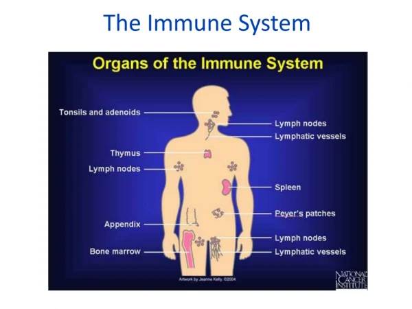 The Immune System