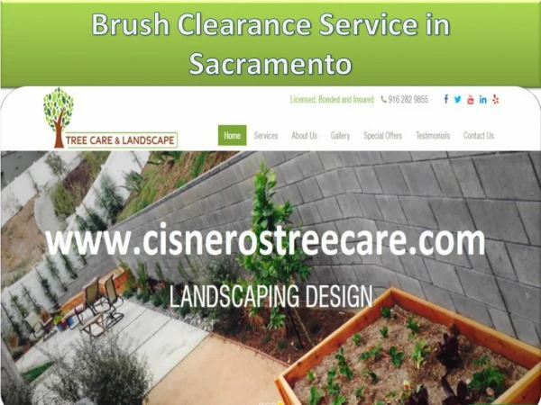 Tree Care Services Sacramento