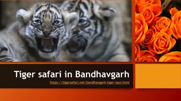 Tiger safari in Bandhavgarh