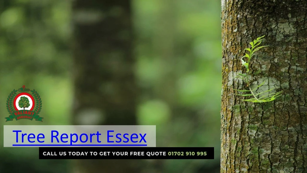 tree report essex