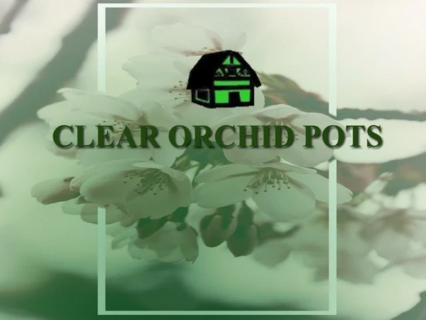 Beautiful and unique style clear orchid pots |Green Barn Orchid Supplies