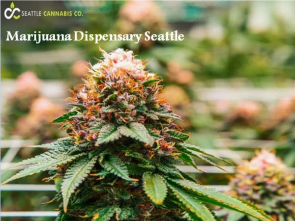 Seattle Cannabis Co - Marijuana Dispensary Seattle