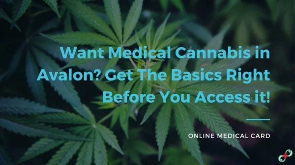 Want Medical Cannabis in Avalon? Get The Basics Right Before You Access It!