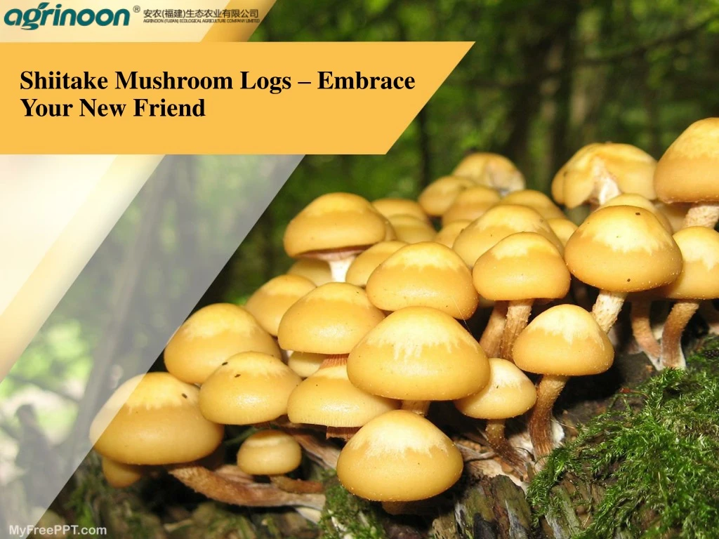 shiitake mushroom logs embrace your new friend
