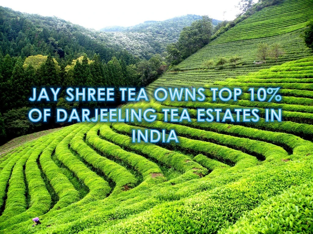 jay shree tea owns top 10 of darjeeling