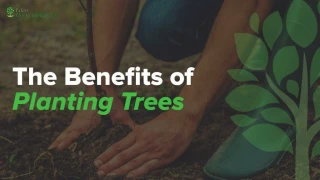 Benefits Of Planting Trees - slide 1