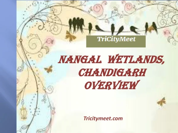 Nangal Wetlands, Chandigarh Overview | tricitymeet.com