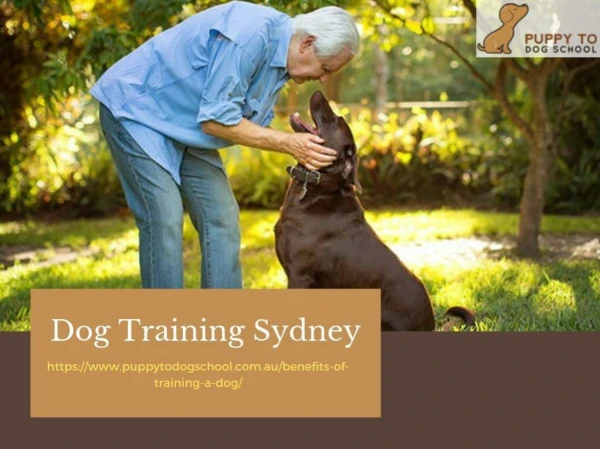 Dog Training Sydney