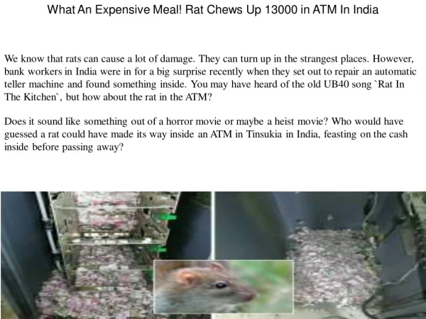 What An Expensive Meal! Rat Chews Up 13000 in ATM In India