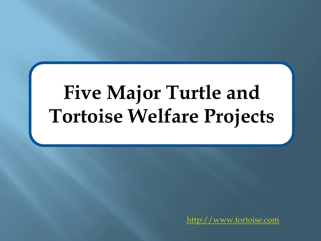 five major turtle and tortoise welfare projects