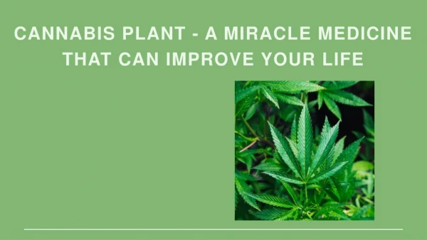 Cannabis Plant - A Miracle Medicine that can improve your Life
