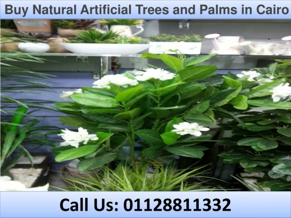 Buy Natural Artifical Trees and Palms in Cairo
