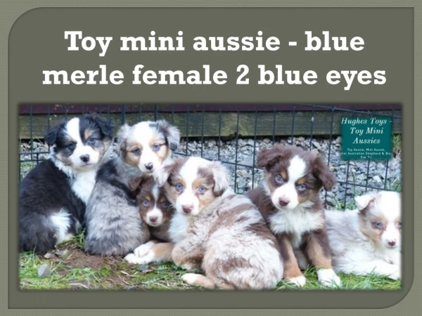 Toy mini aussie - blue merle female 2 blue eyes