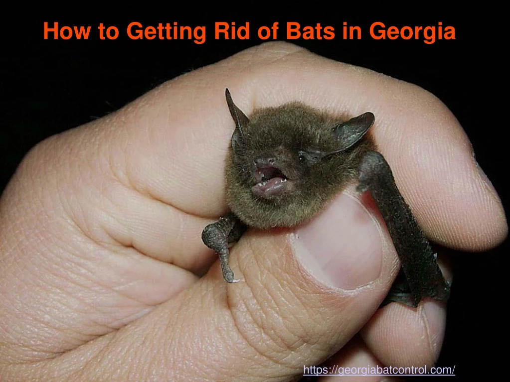 how to getting rid of bats in georgia