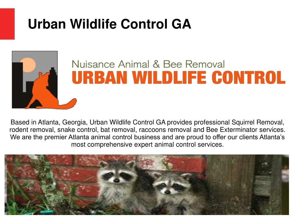 urban wildlife control ga