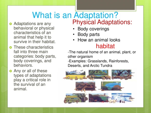 5e Animal Adaptations