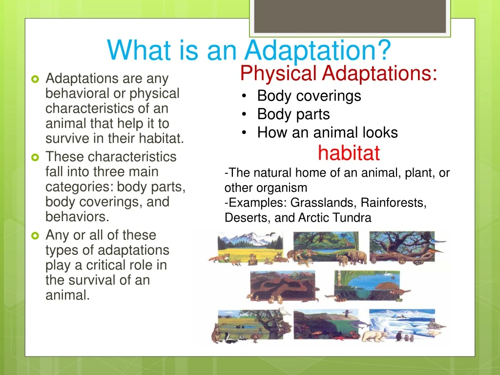 what is an adaptation