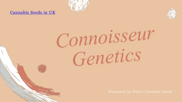 Connoisseur Genetics Cannabis Seeds | Online Cannabis Store