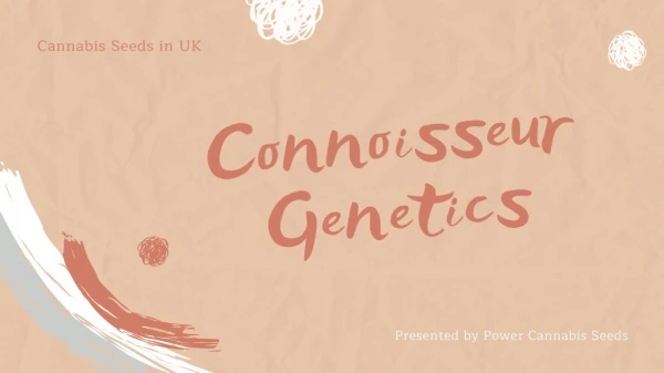 Connoisseur Genetics Cannabis Seeds | Online Cannabis Store