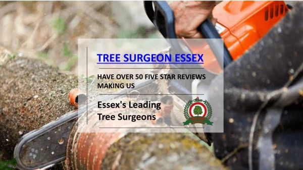 Tree Surgeon Essex | Tree Surgery Essex | Valiant Arborist