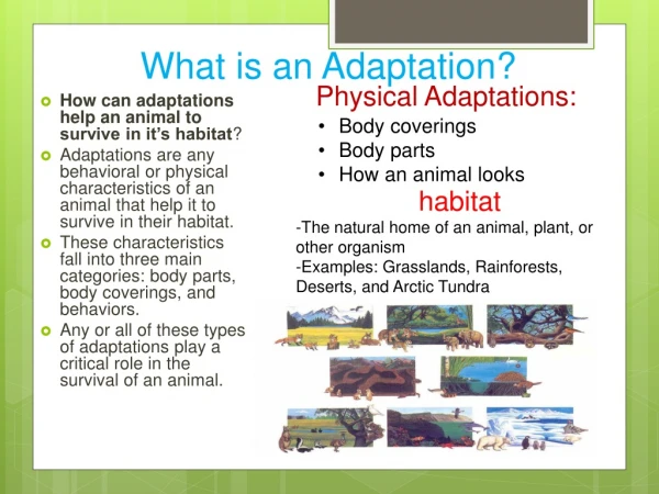 Animal Adaptations