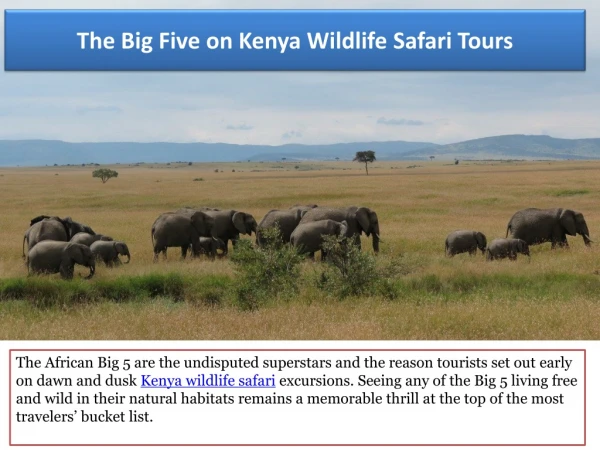 See The Big Five on Kenya Wildlife Safari Tours