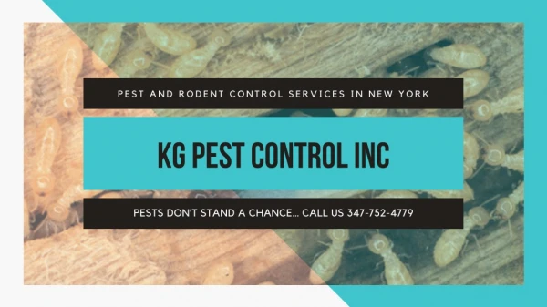 Get Pest Control Services