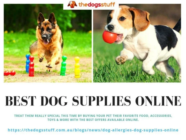 Best Dog Supplies Online